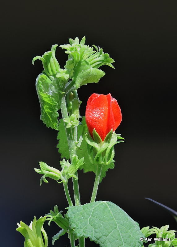 Turks Cap, Rogers Co yard, OK, 9-2-2022a_0L0A3518.jpg