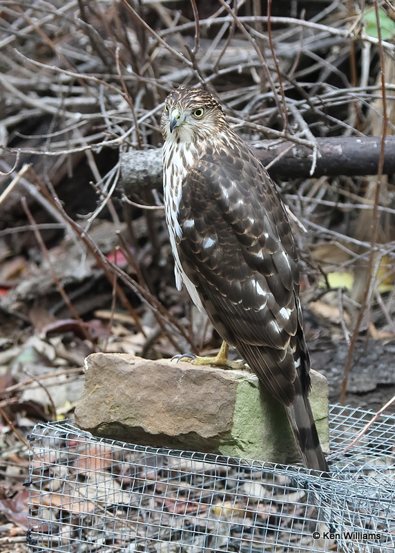 Cooper's Hawk juvenile, Rogers Co yard, OK, 11-13-2022a_0673.jpg