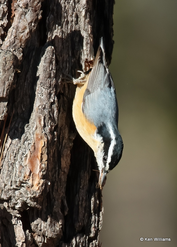 Red-breasted Nuthatch, Wagoner Co, OK, 11-13-2022a_0998.jpg