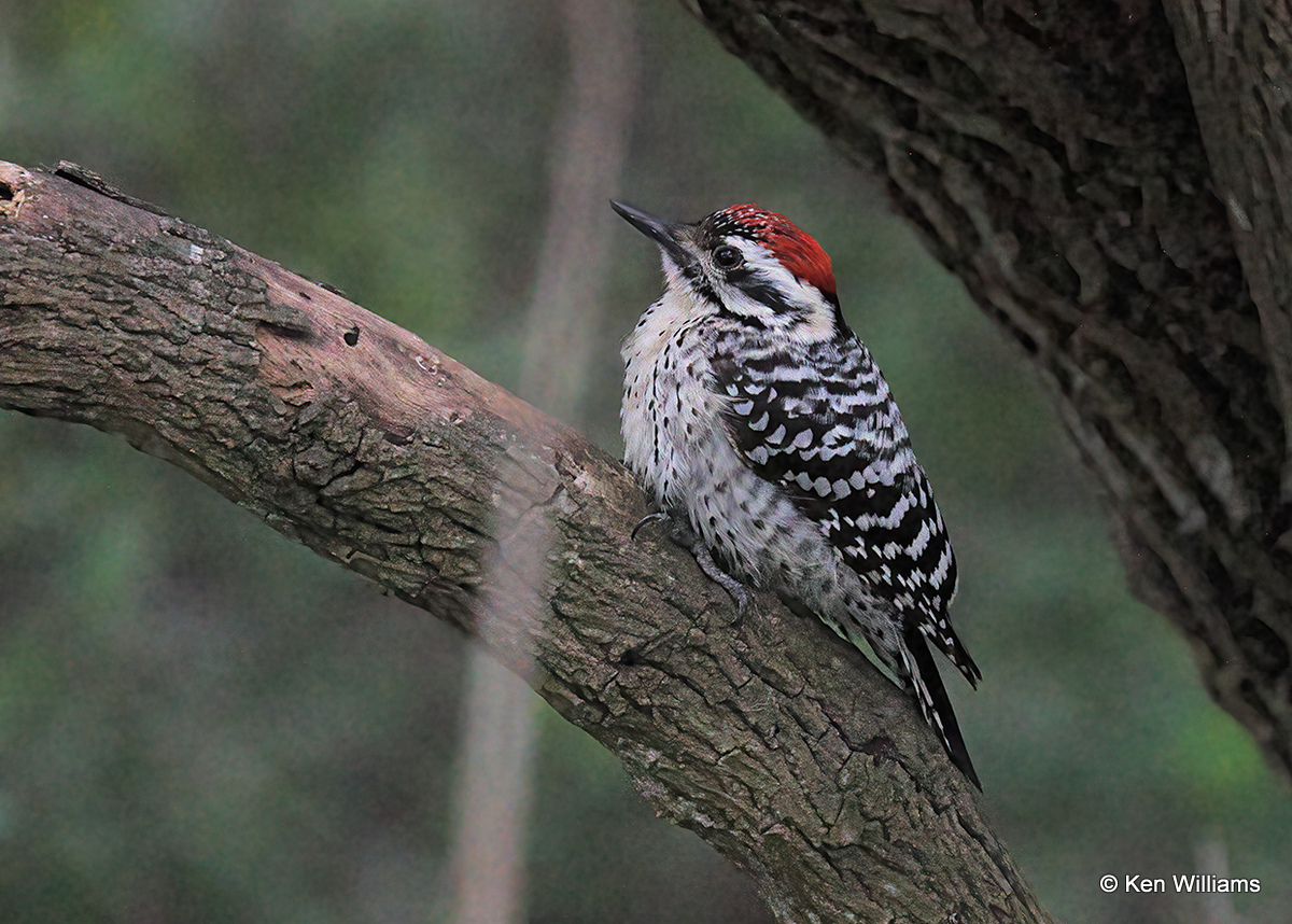 Ladder-backed Woodpecker male, Estero Llano Grande SP, TX 4_6_2023a_0L0A2164.jpg