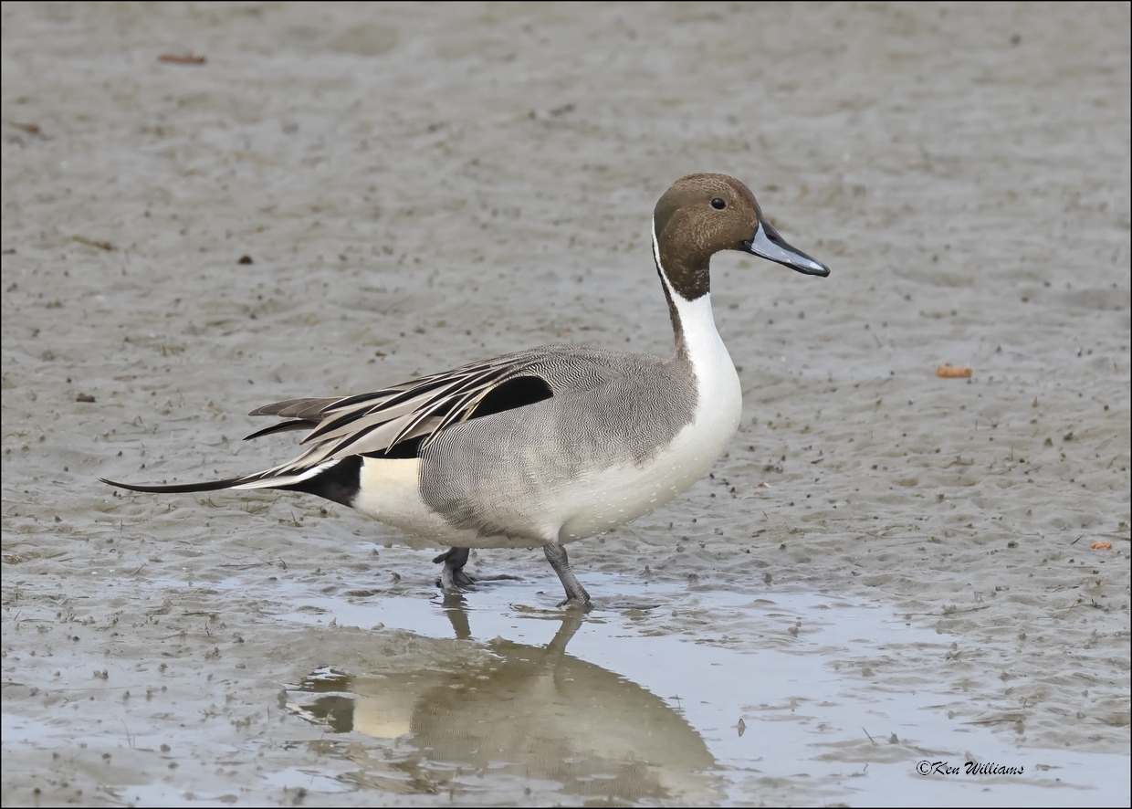 Northern Pintail male, S. Padre Island, TX, 1-13-2024_4650Dz.jpg