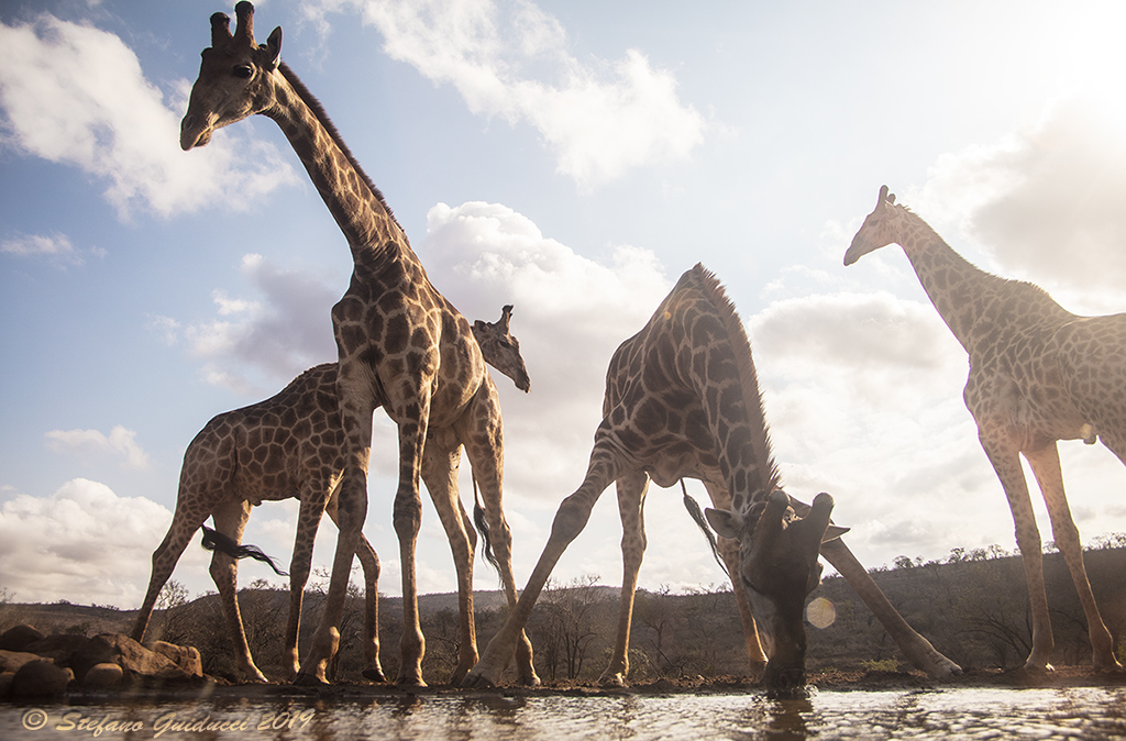  Giraffa sudafricana (Giraffa giraffa giraffa) allabbeverata