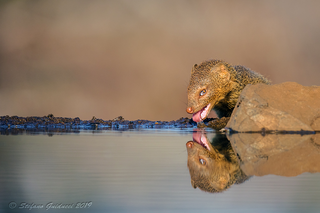 Slender Mongoose (Galerella sanguinea) - Mangusta Sanguinea