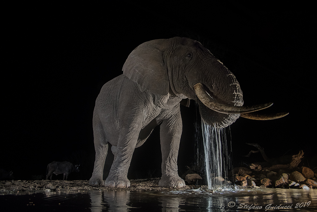 Elefante africano (Loxodonta africana)