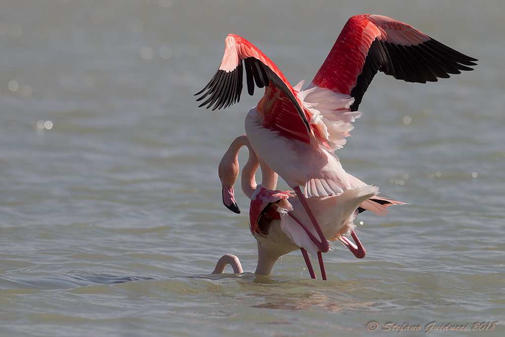 Fenicottero rosa  (Phoenicopterus roseus) - Greater flamingo