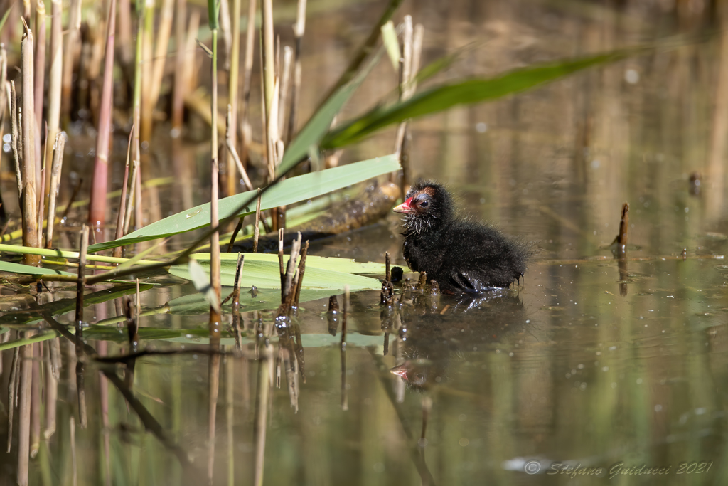 Gallinella dacqua (Gallinula chloropus) - Common Moorhen	