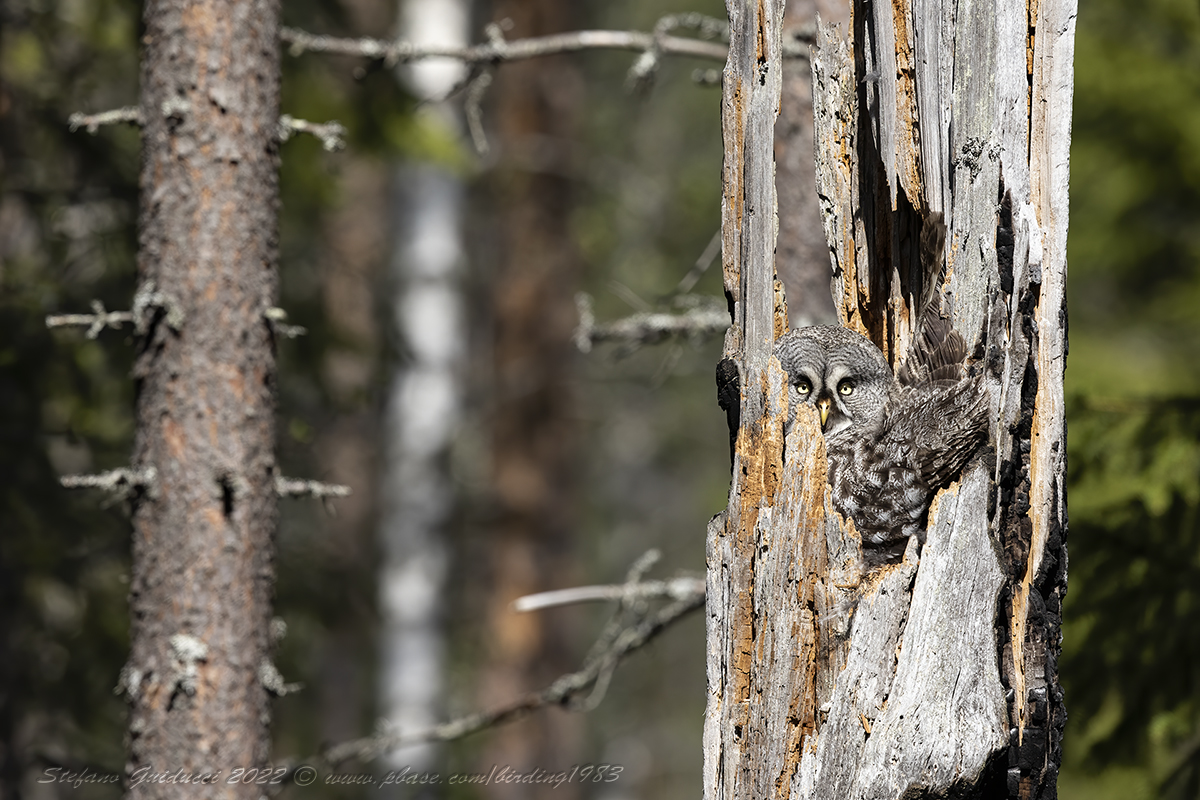Allocco di Lapponia (Strix nebulosa) - Great grey owl