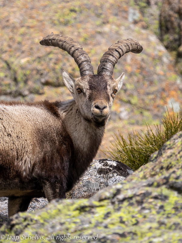 Iberische steenbok - Iberian Ibex - Capra pyrenaica