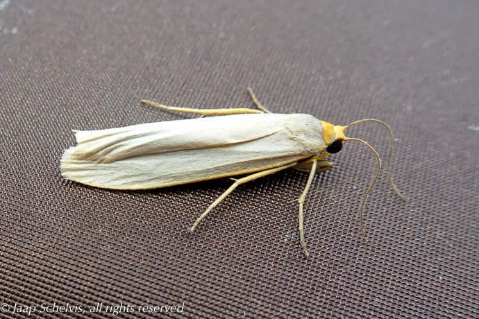 Macro-moths