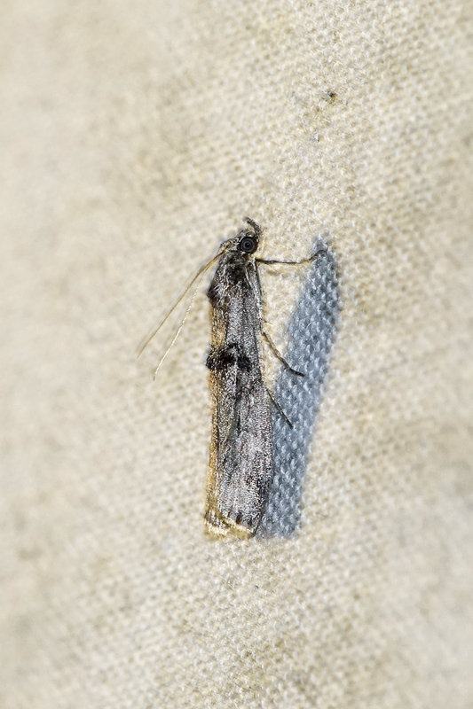 Micro-moths