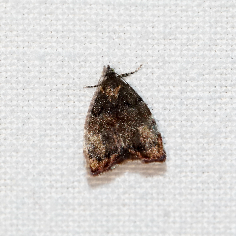 Micro-moths
