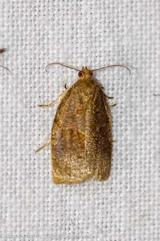 4560 Heggenbladroller - Rose Tortrix - Archips rosana