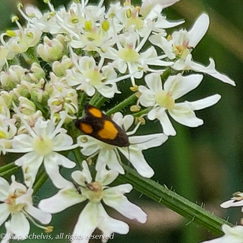 Micro-moths