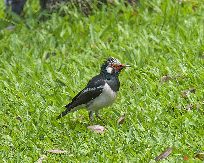 Indian Pied Myna or Asian Pied Starling (Sturnus contra) (DTHN0061)