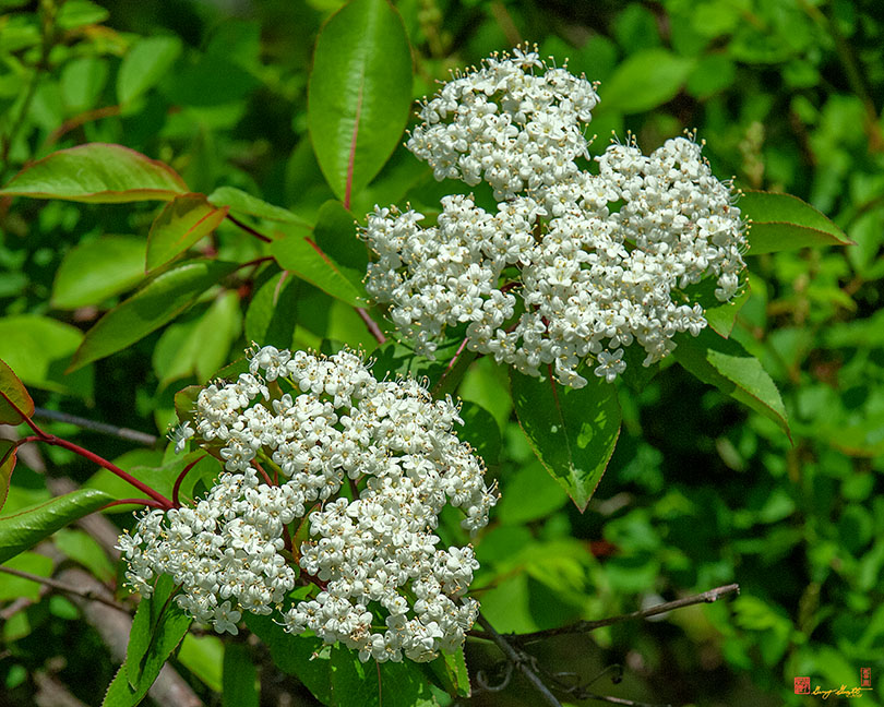 Blackhaw, Smooth Blackhaw, Stagbush or Sweethaw (Viburnum prunifolium) (DSPF0029)