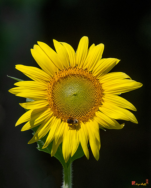 Common Sunflower with Bumblebee (Helianthus annuus) (DFL0989)