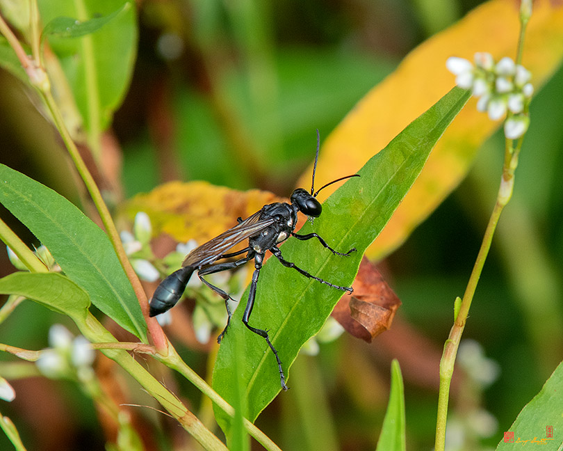 Thread-waisted Wasp (Eremnophila aureonotata) (DIN0318)