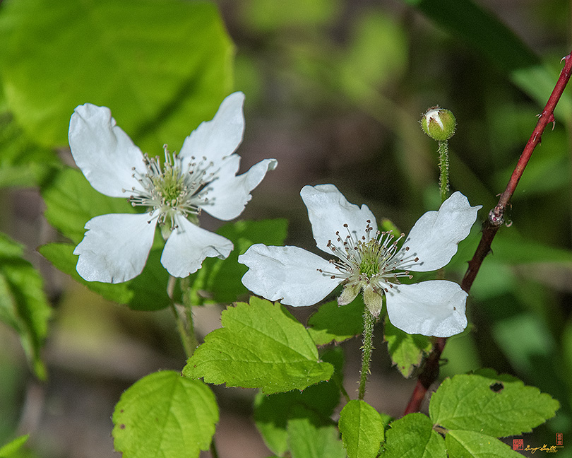 Northern Dewberry (Rubus flagellaris) (DFL1062)