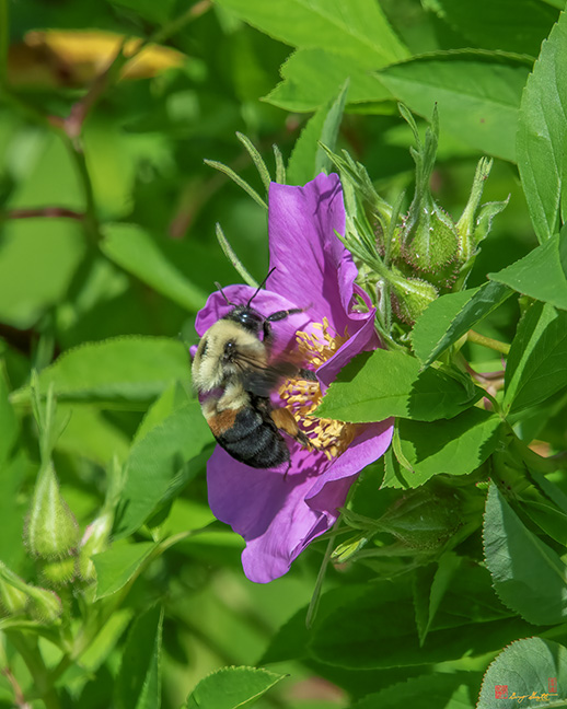 Swamp Rose and Bumble Bee (Rosa palustris) (DFL1084)