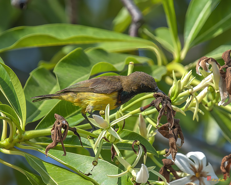 Male Olive-backed Sunbird (Cinnyris jugularis) (DTHN0292)