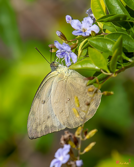 Yellow Orange Tip Butterfly (Ixias pyrene) (DTHN0298)