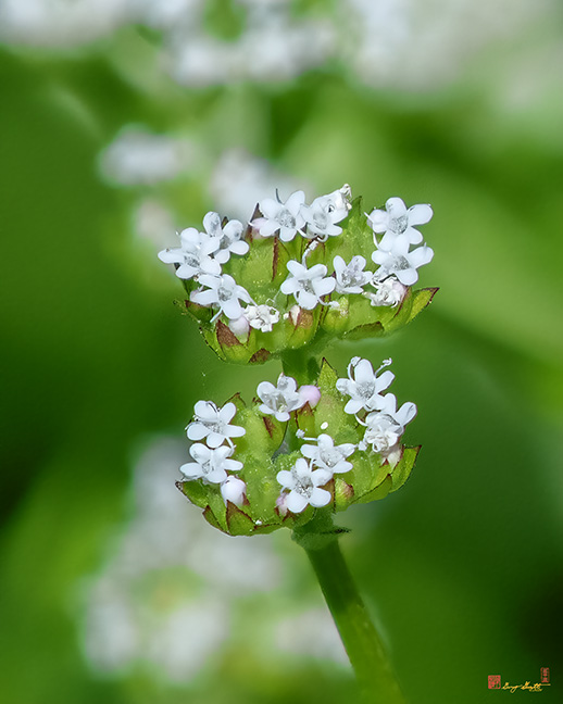 Corn Salad (Valerianella locusta) (DFL1151)