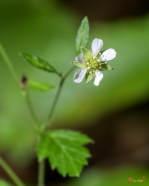 White Avens (Geum canadense) (DFL1154)