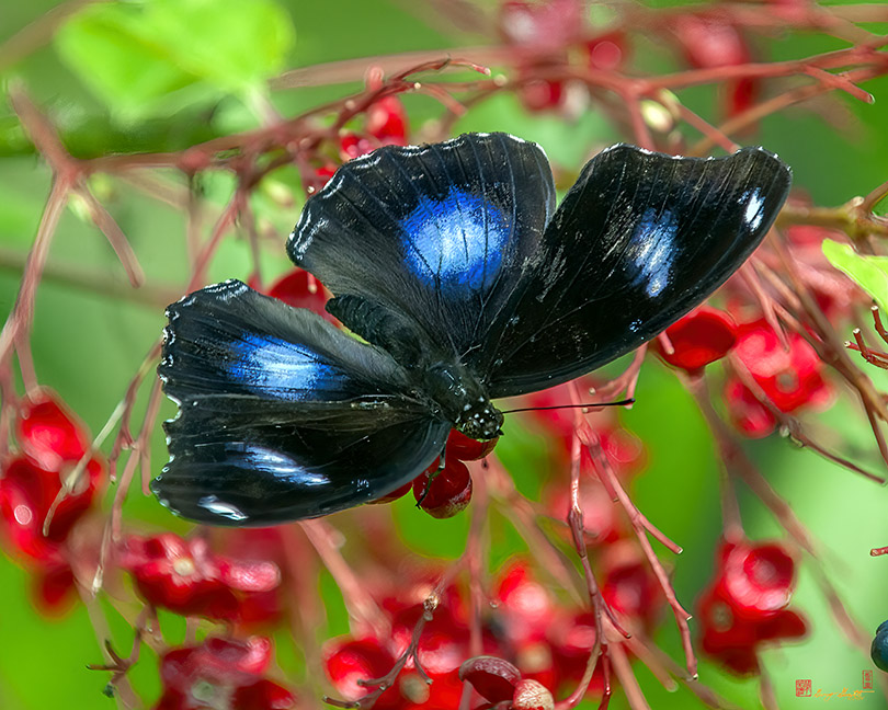 Great Eggfly, Common Eggfly or Blue Moon Butterfly (Hypolimnas bolina) (DTHN0325)
