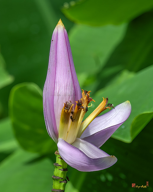 Flowering Banana (Musa ornata variegata.) (DTHN0339)