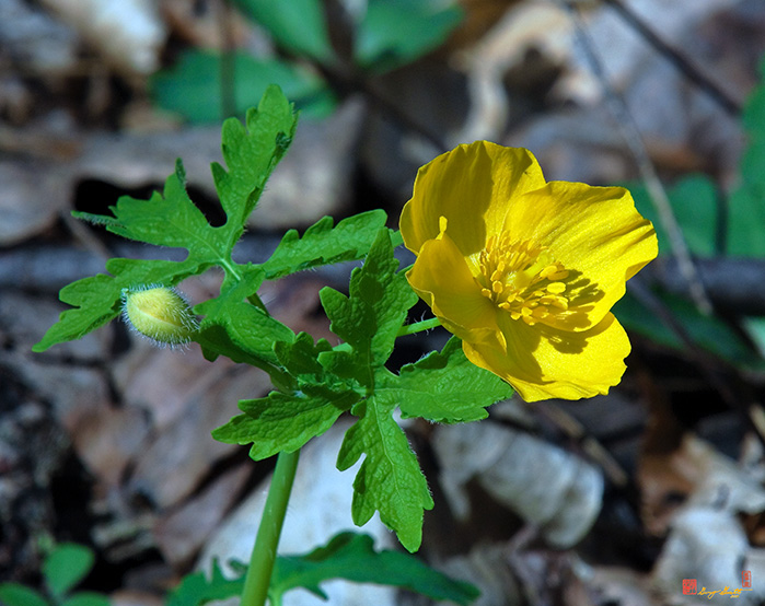 Wood Poppy (DSPF0136)