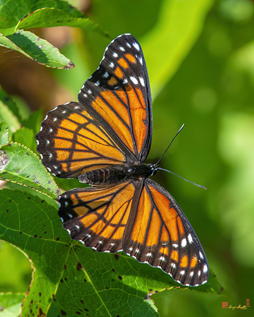 Viceroy Butterfly (Limenitis archippus) (DIN0349)