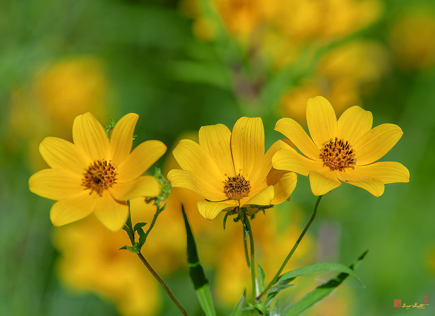 Tickseed Sunflowers (Bidens aristosa) (DFL1233)
