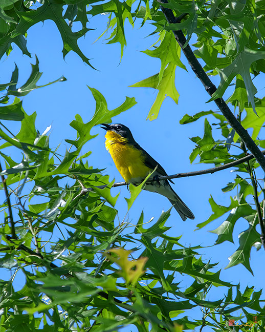 Yellow-breasted Chat (Icteria virens) (DSB0232)