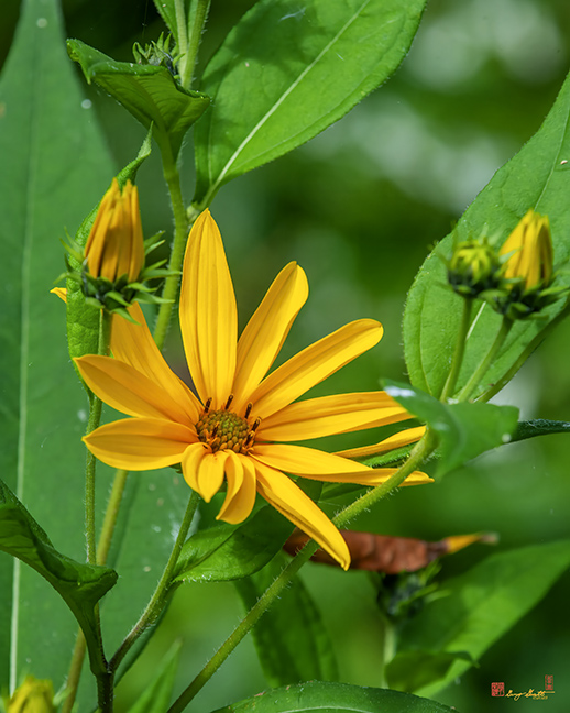 Pale-leaved Sunflower (Helianthus strumosus) (DFL1275)