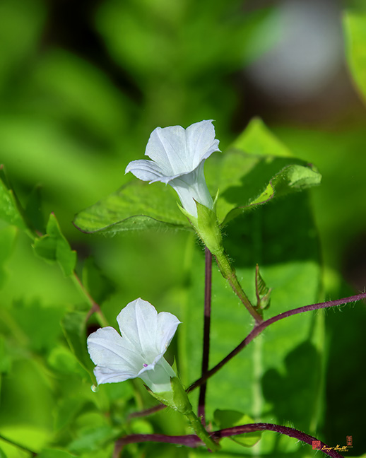 Small White Morning Glory, Pitted Morning Glory or Whitestar (Ipomoea lacunosa) (DFL1284)
