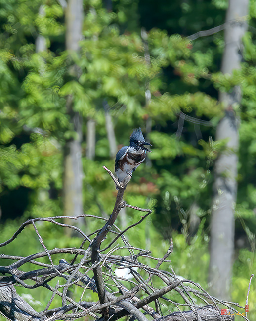 Female Belted Kingfisher (Megaceryle alcyon) (DSB0407)