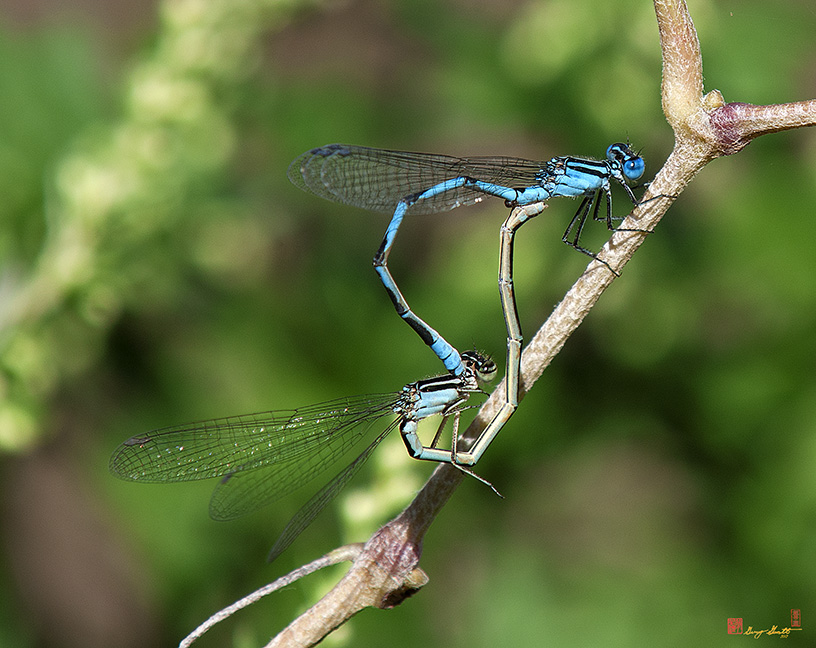 Blue-tipped Dancer Damselflies Mating (Argia tibialis) (DIN0224)