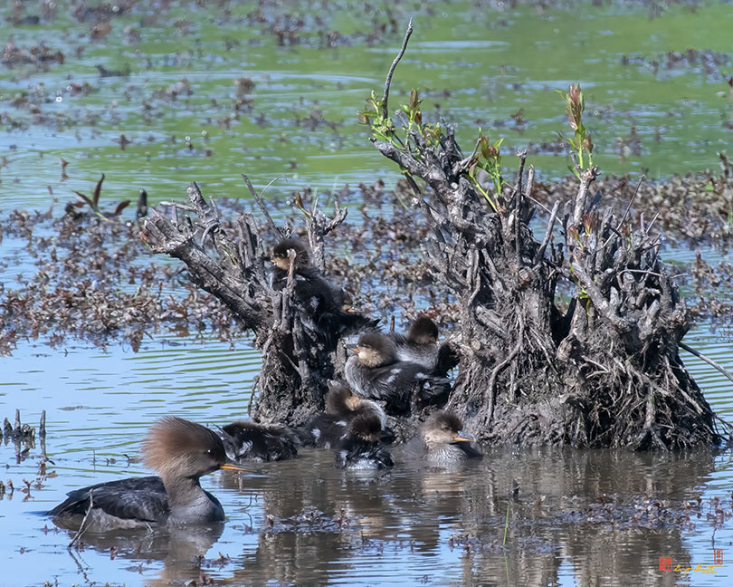 Hooded Merganser and Her Ducklings (Lophodytes cucullatus) (DWF0254)