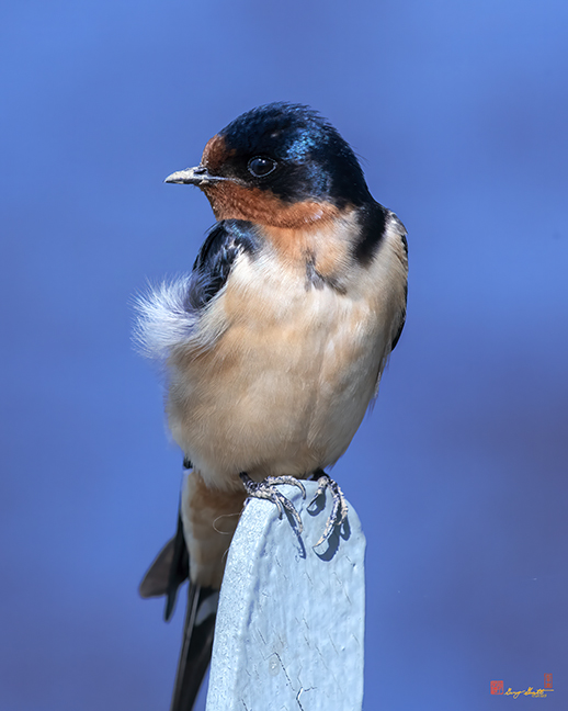 Male Barn Swallow (Hirundo rustica) (DSB0409)