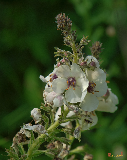Moth Mullein or White Moth Mullein (Verbascum blatteria) (DSMF0126)