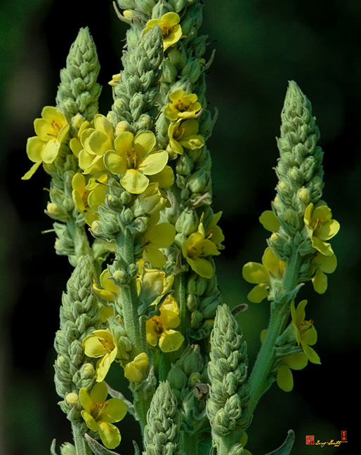 Common Mullein, Great Mullein, or Woolly Mullein (Verbascum thapsus) (DSMF0088)