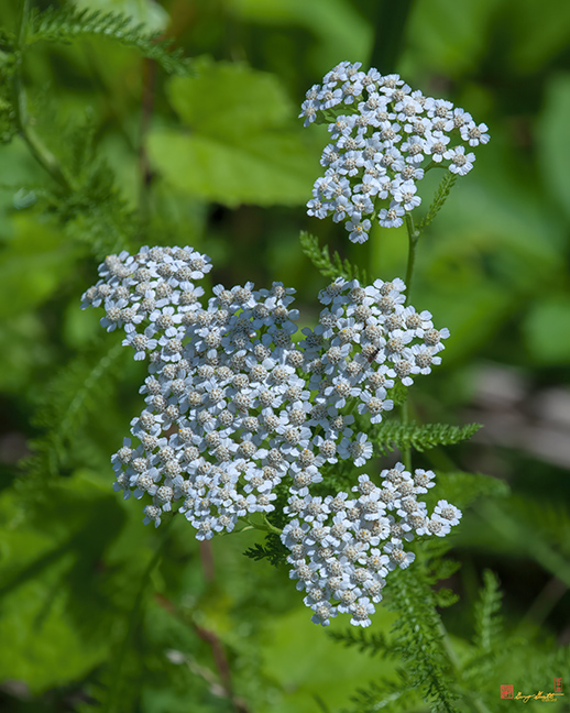 Common Yarrow (Achillea millefolium) (DFL1339)