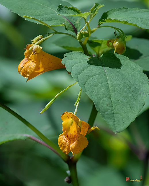 Orange Jewelweed (Impatiens capensis) (DFL1378)