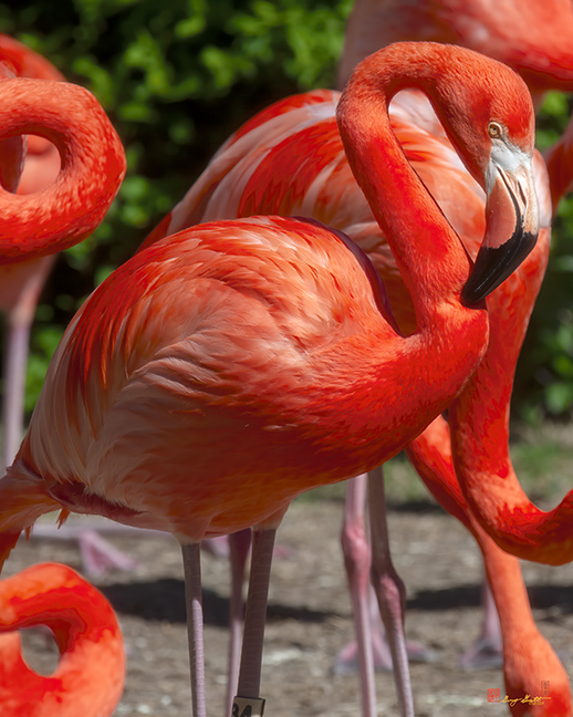 American Flamingo (Phoenicopterus ruber) (DMSB0259)