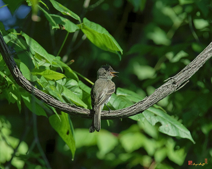 Eastern Phoebe (Sayornis phoebe) (DSB0101)