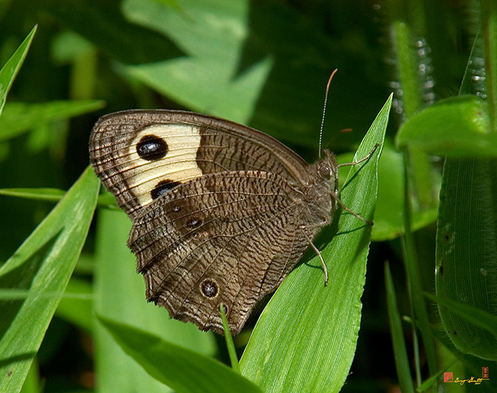 Common Wood Nymph Butterfly (Cercyonis pegala) (DIN0017)