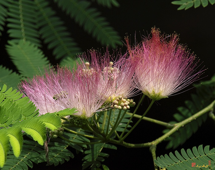 Mimosa or Silktree (Albizia julibrissin) (DSMF0062)