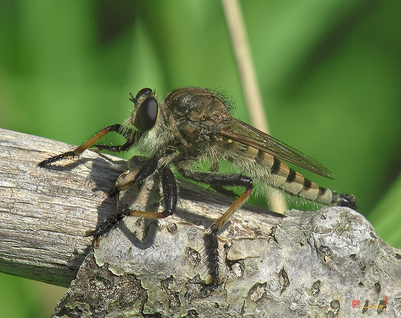 Red-footed Cannibalfly or Bee Panther Robber Fly (Promachus rufipes) (DIN0153)