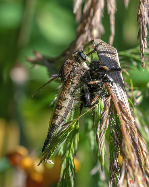 Red-footed Cannibalfly or Bee Panther Robber Fly (Promachus rufipes) (DIN0402)