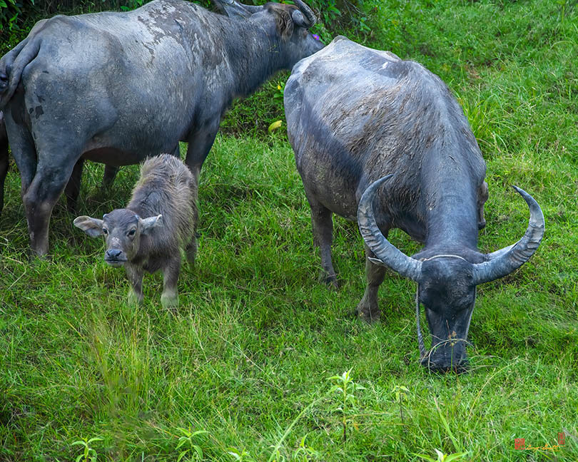 Water Buffalos and Calf (DTHP0428)